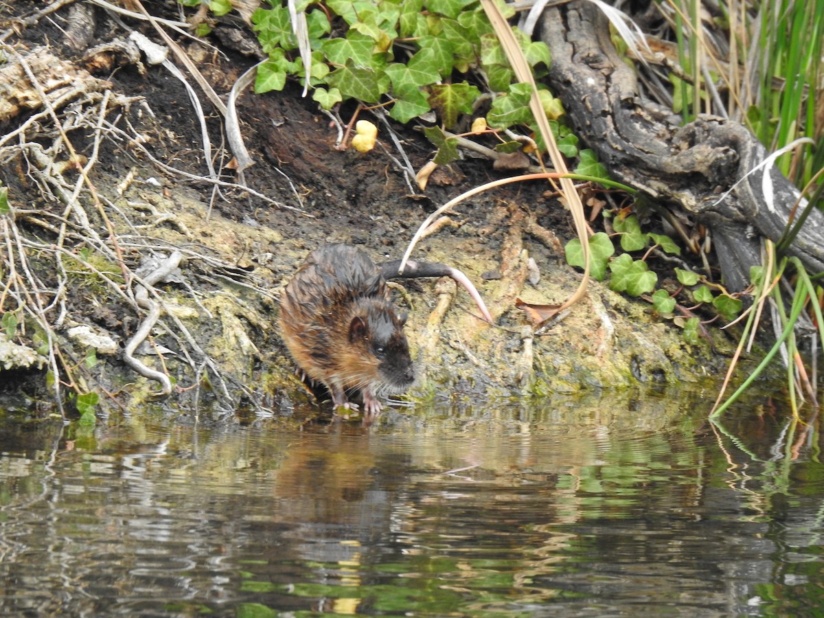 Animals - ML642355738