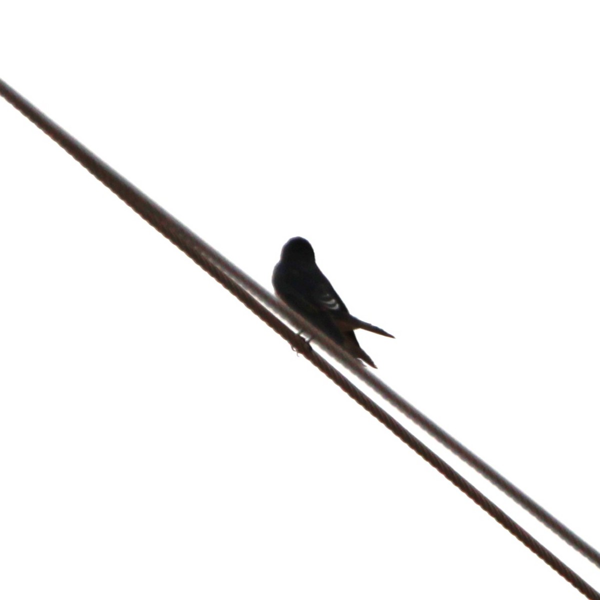 Tree Swallow - ML642355741