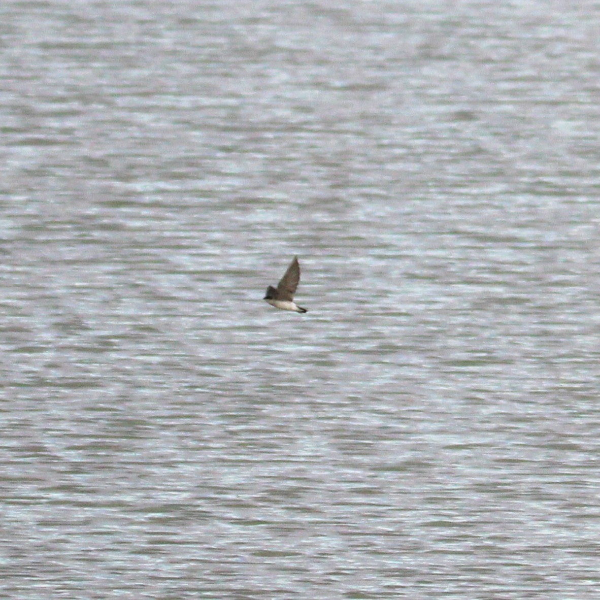 Tree Swallow - ML642355744