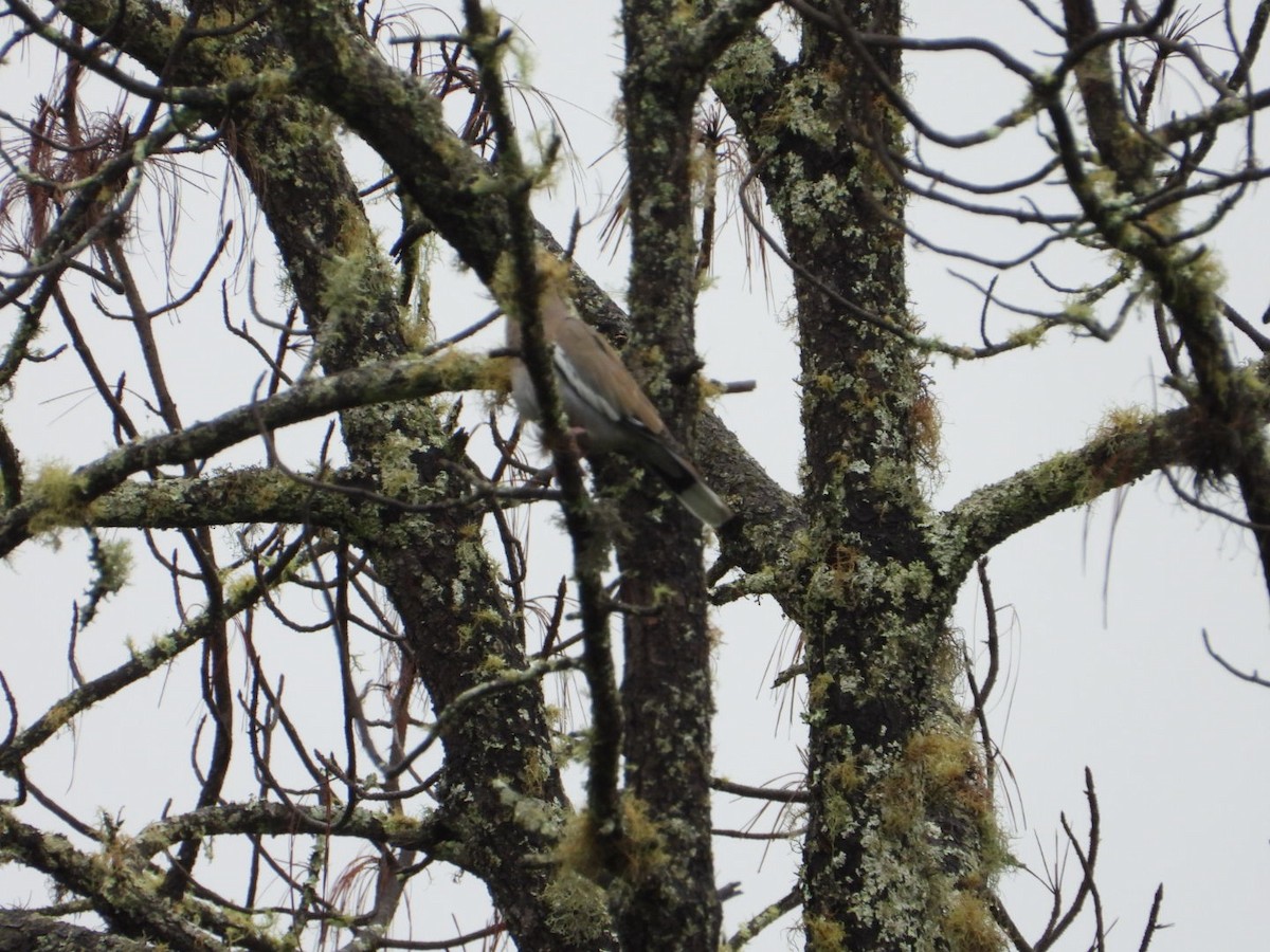 White-winged Dove - ML642355761