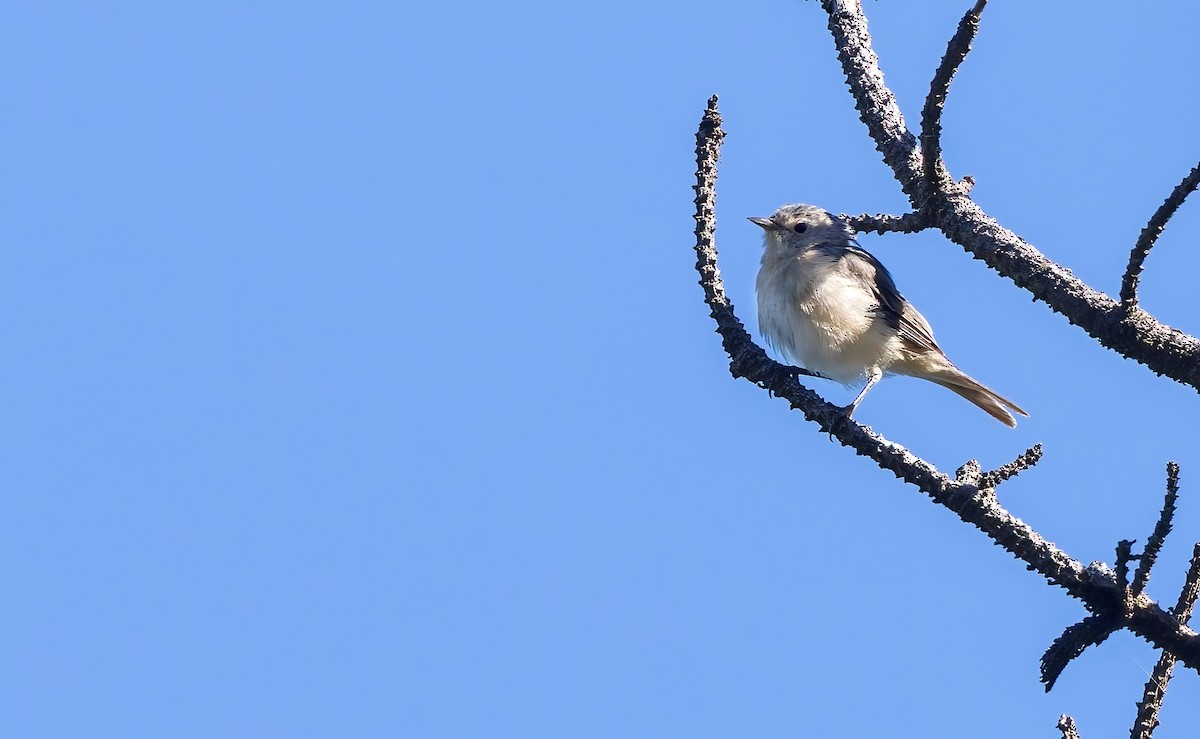 Lucy's Warbler - ML642355764