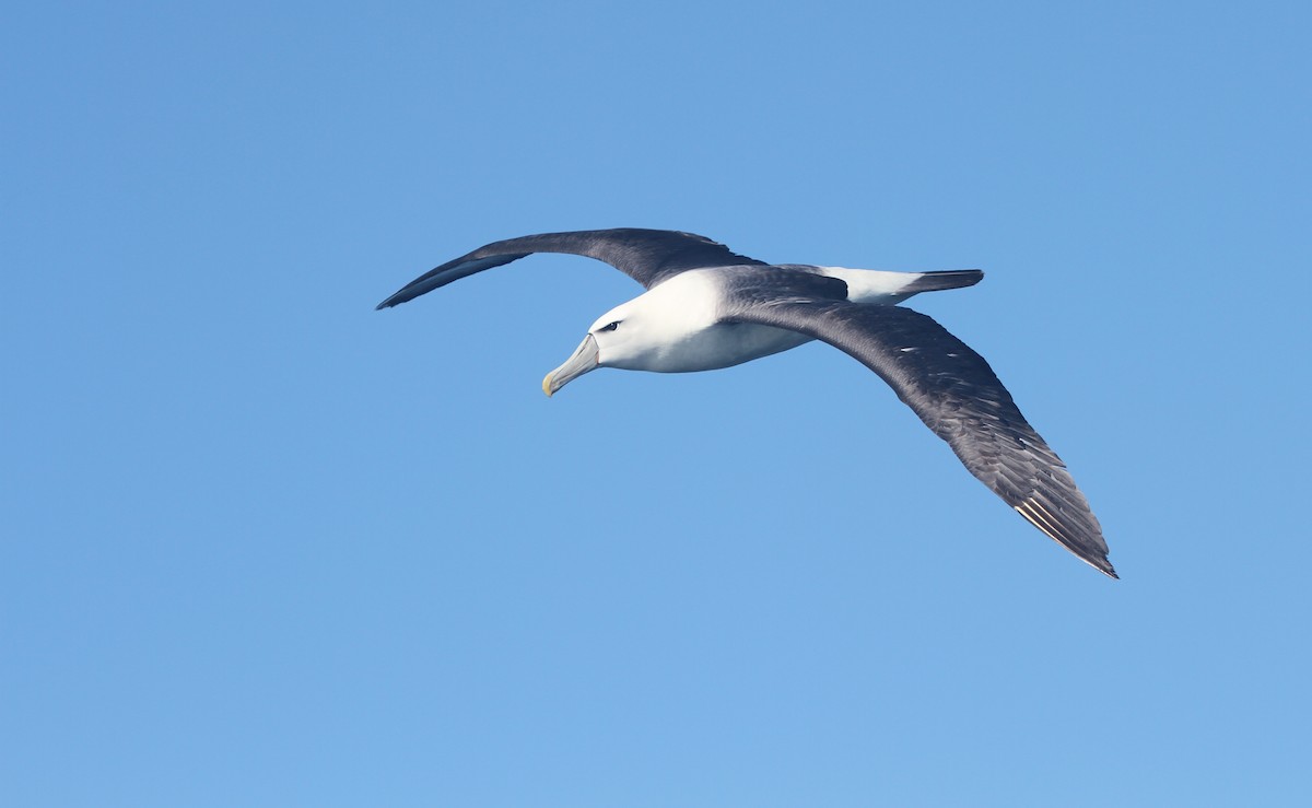 White-capped Albatross - ML642355772