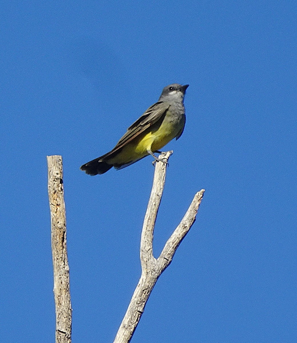 Cassin's Kingbird - ML642355782