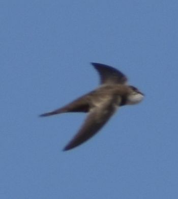 Pallid Swift - ML642355783