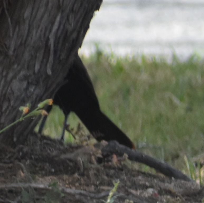 Eurasian Blackbird - ML642355796