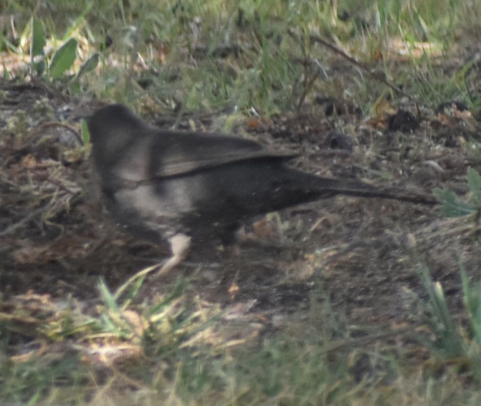 Eurasian Blackbird - ML642355797