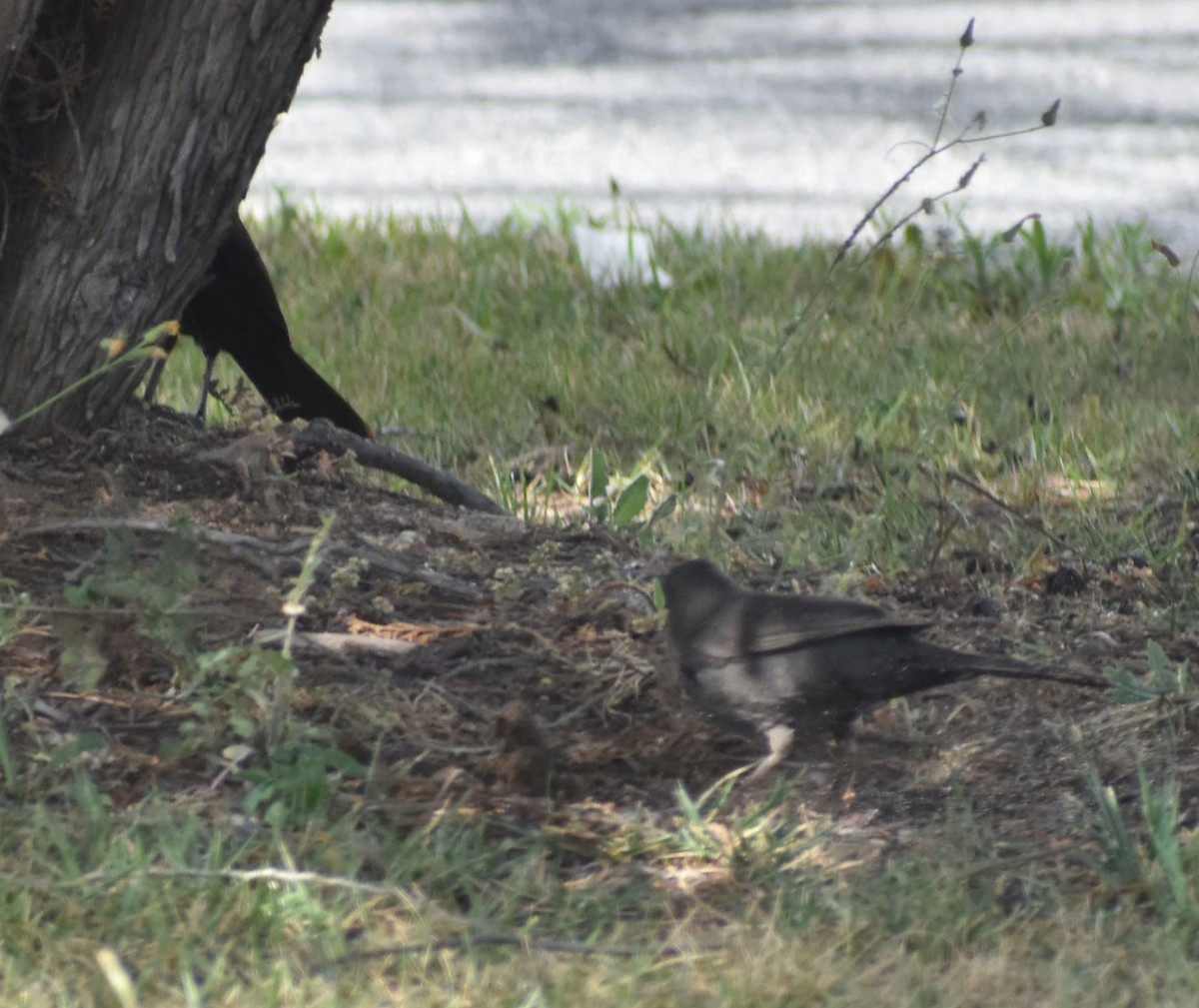 Eurasian Blackbird - ML642355798