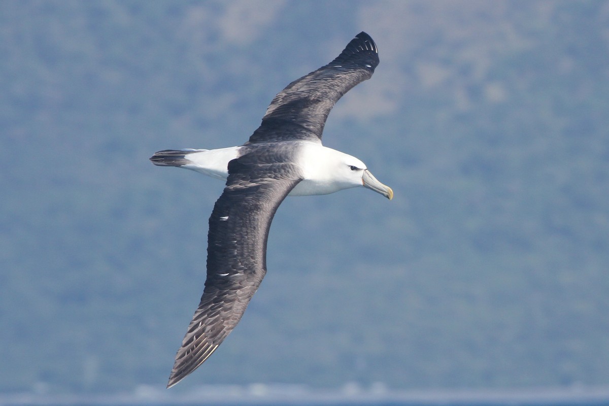 White-capped Albatross - ML642355800