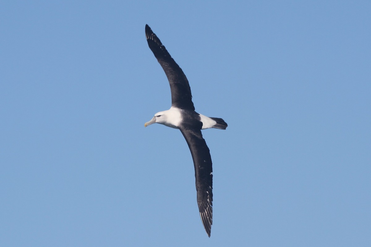 White-capped Albatross - ML642355801