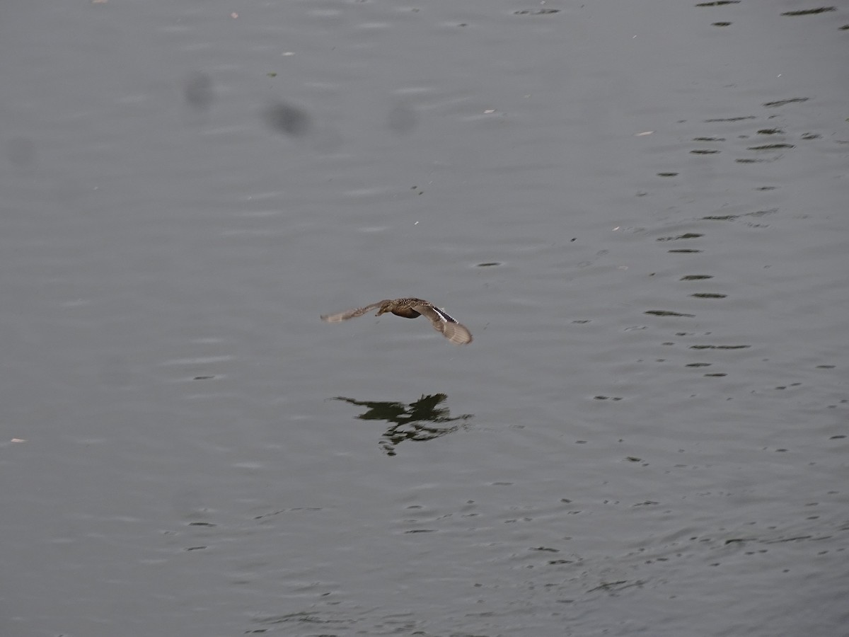 Canard colvert - ML642355809