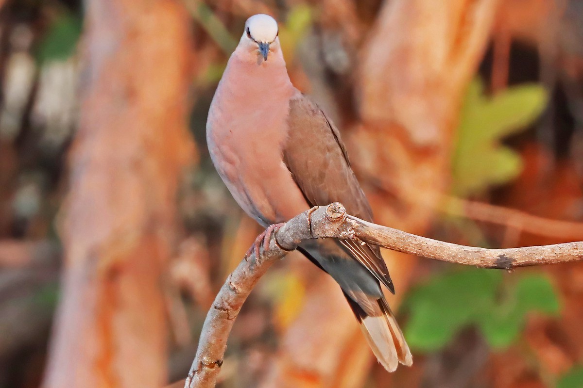 Red-eyed Dove - ML642355816