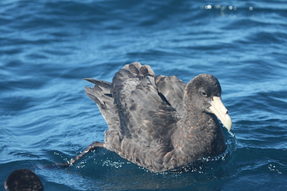 Southern Giant-Petrel - ML642355818