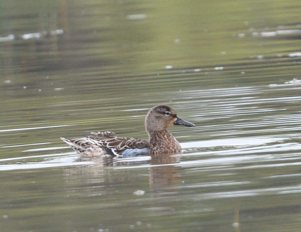 Blue-winged Teal - ML642355828