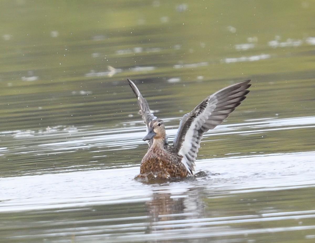 Blue-winged Teal - ML642355831