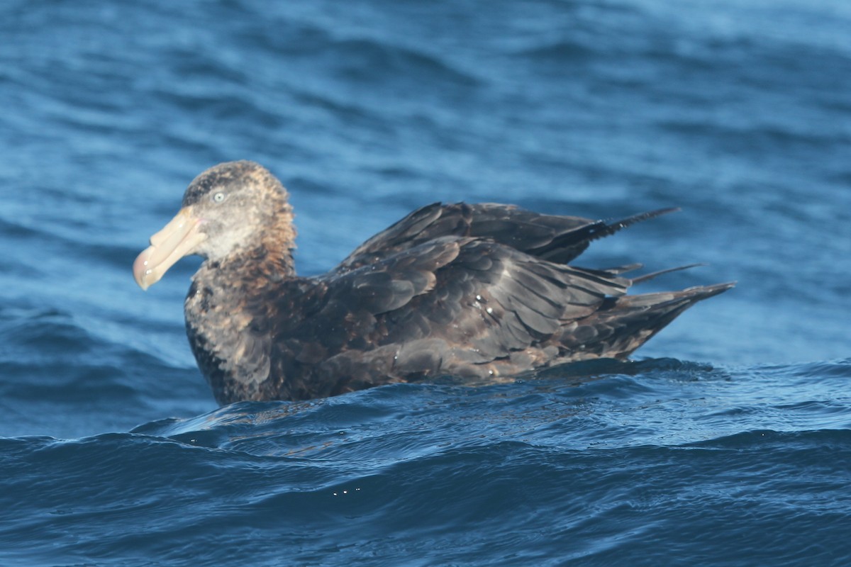 Northern Giant-Petrel - ML642355835