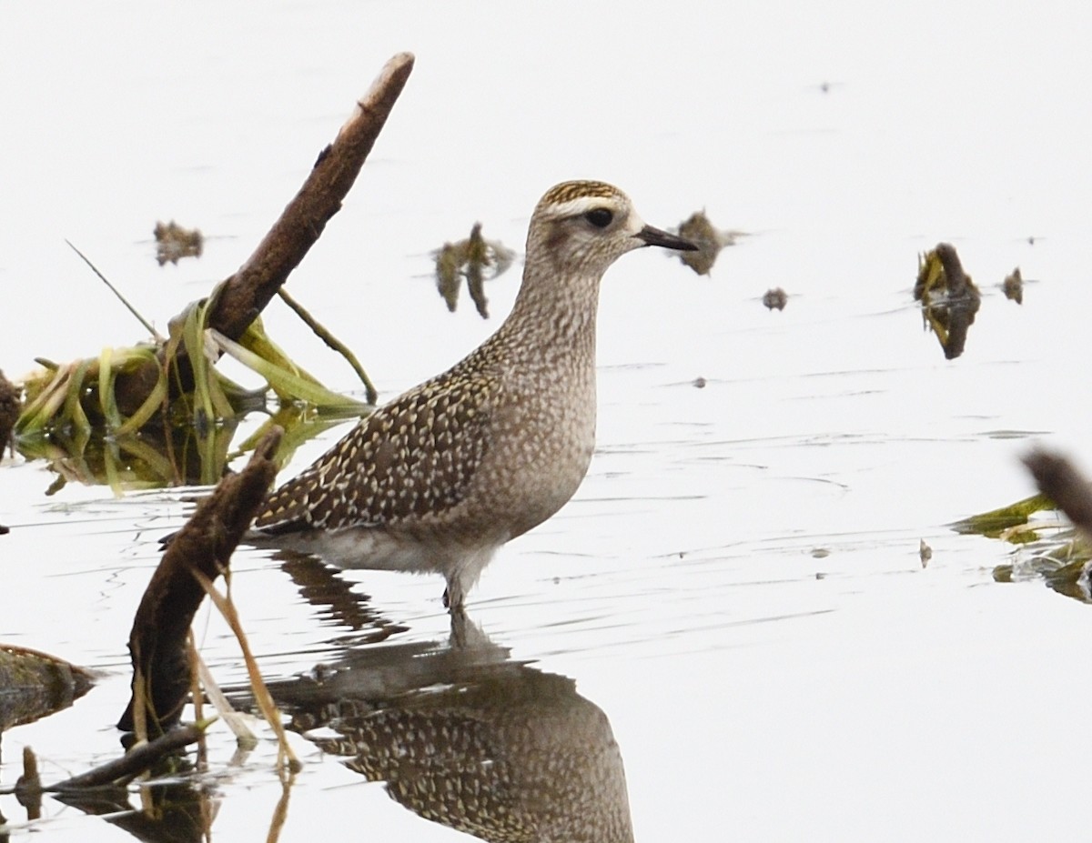 American Golden-Plover - ML642355843