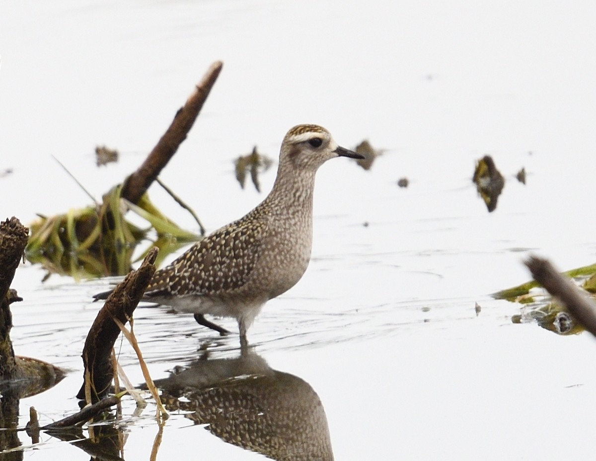 American Golden-Plover - ML642355844