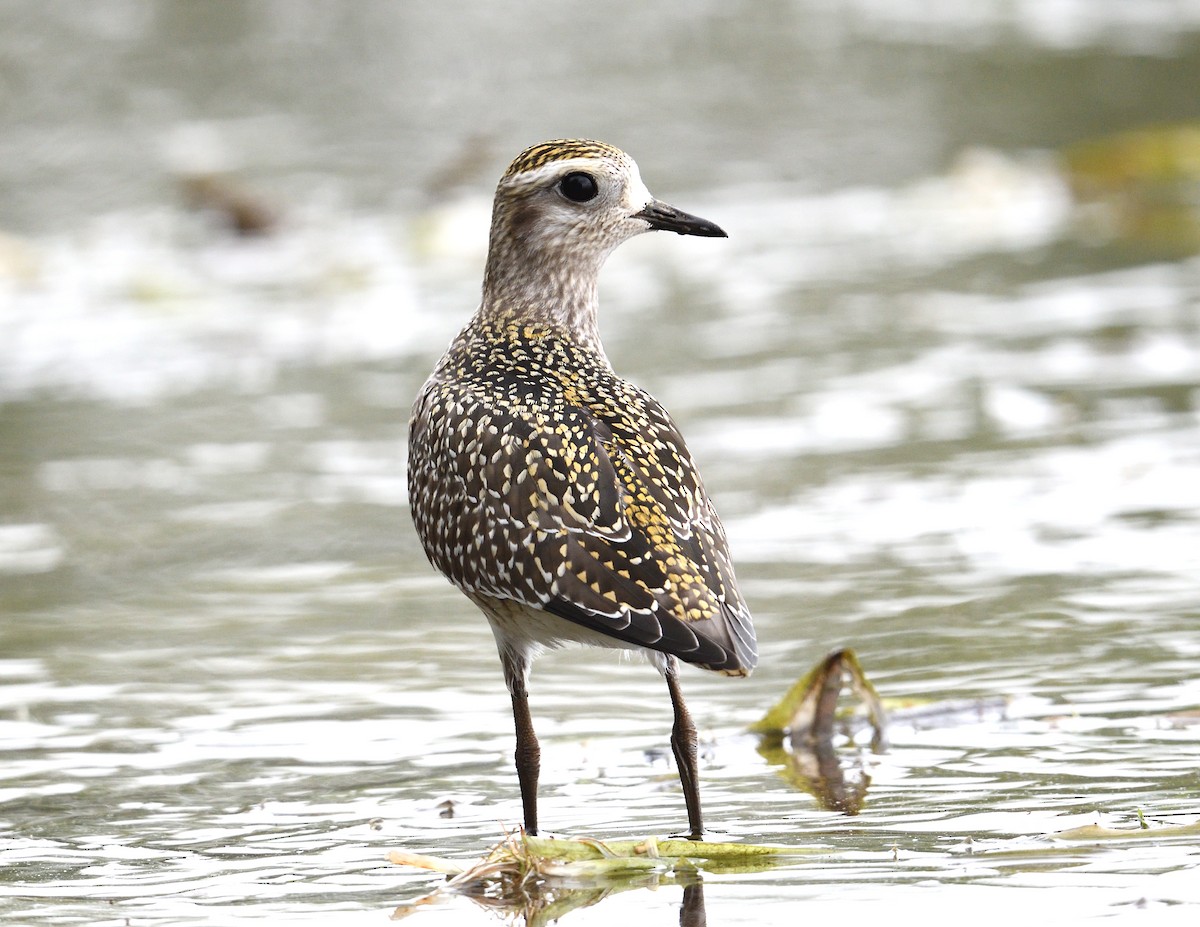 American Golden-Plover - ML642355845