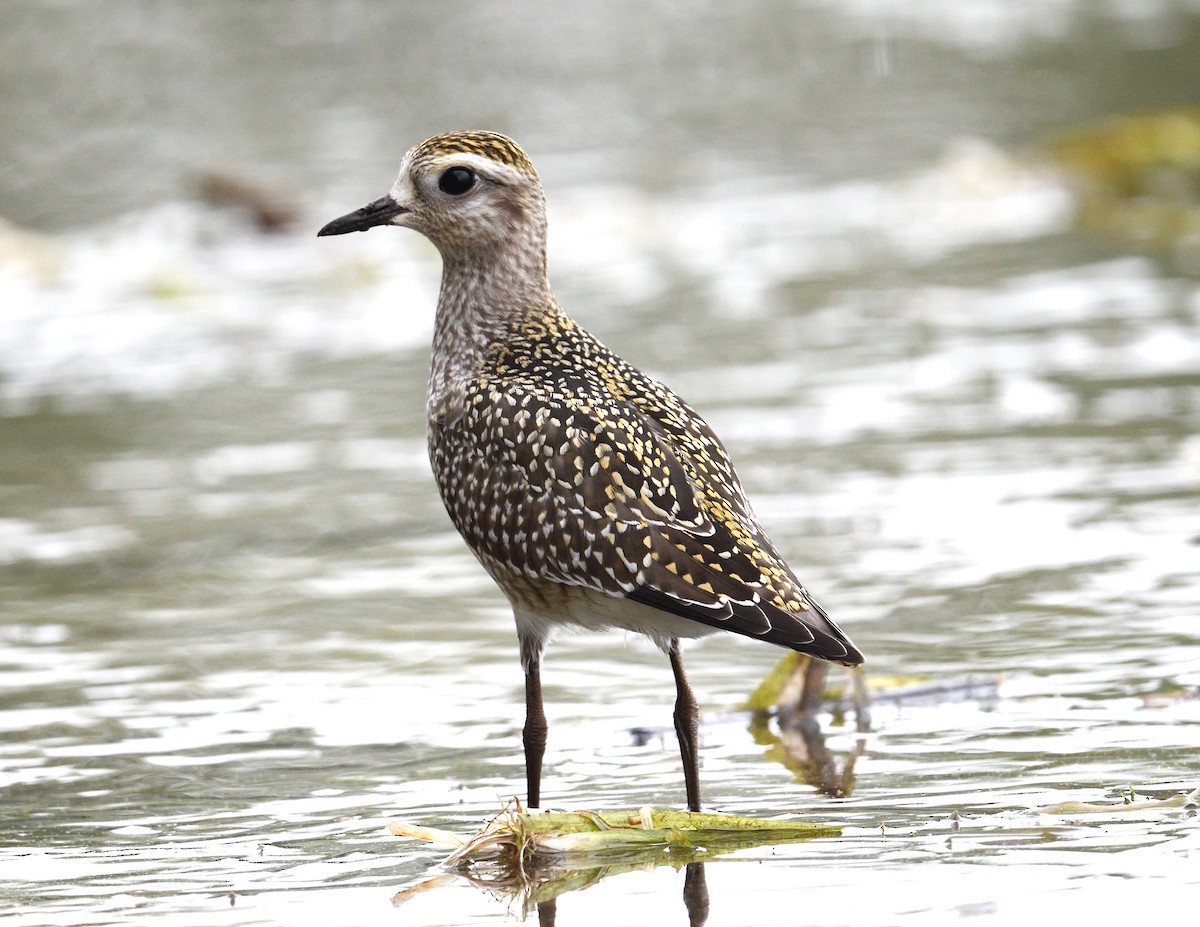 American Golden-Plover - ML642355846