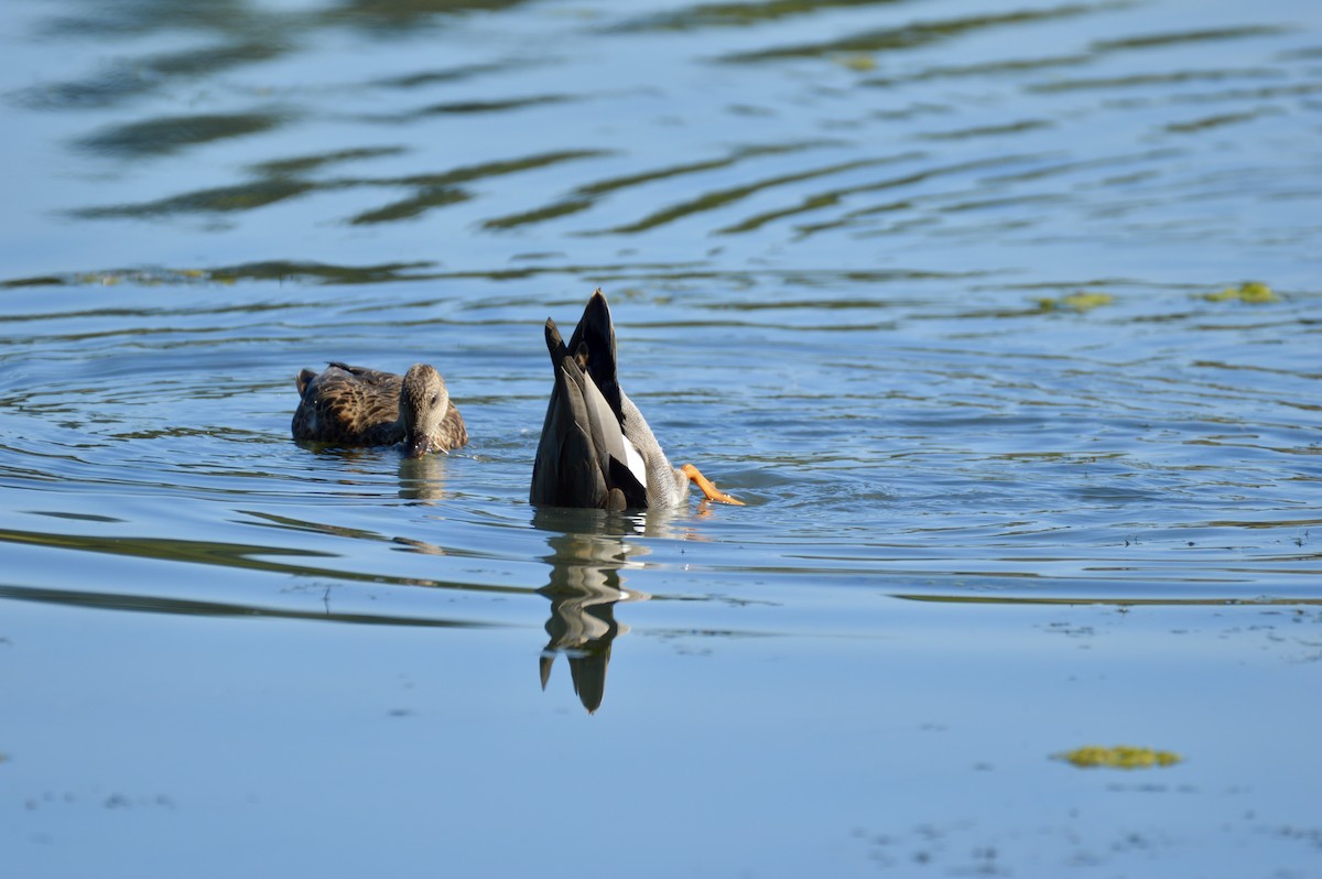 Gadwall - ML642355849