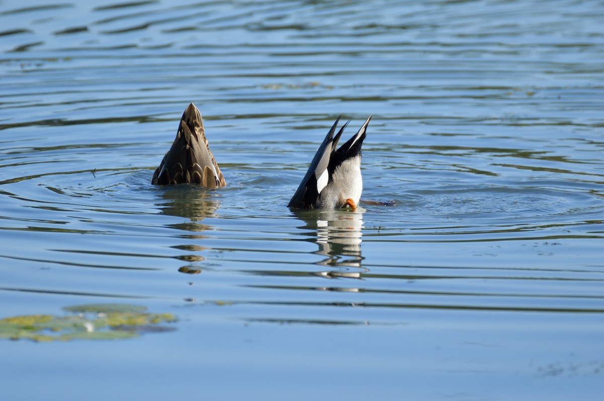 Gadwall - ML642355862