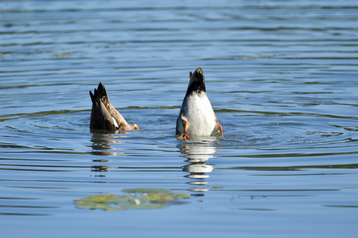 Gadwall - ML642355864