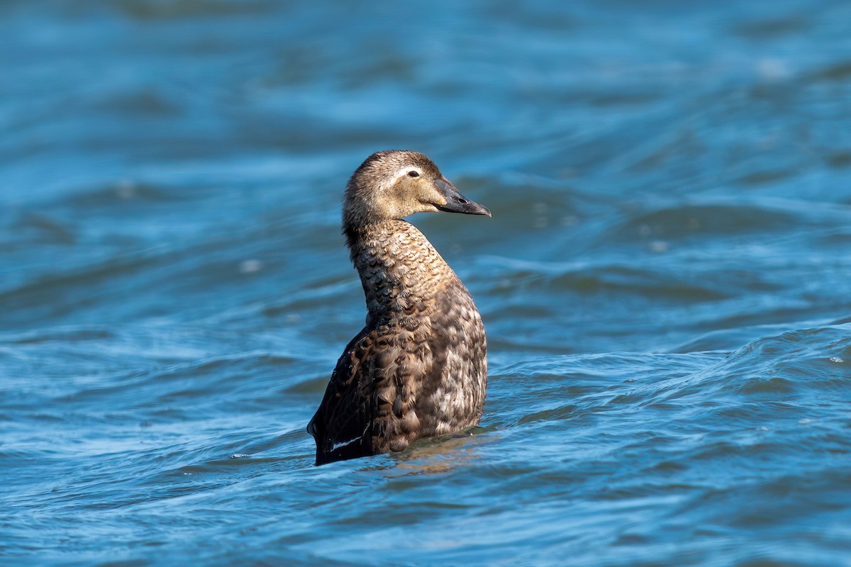 King Eider - ML642355869
