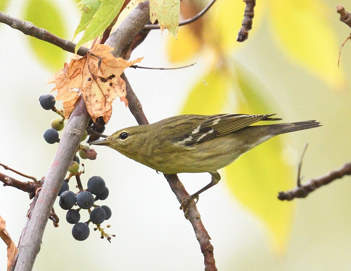 Blackpoll Warbler - ML642355873