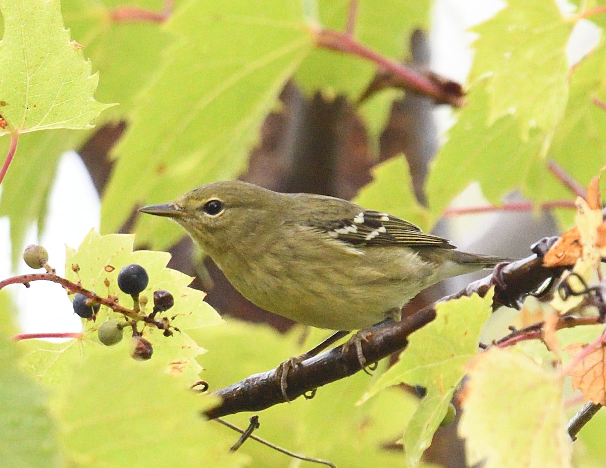 Blackpoll Warbler - ML642355874