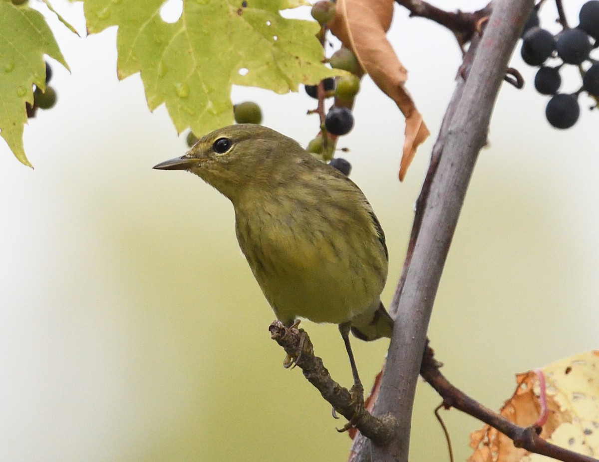 Blackpoll Warbler - ML642355875
