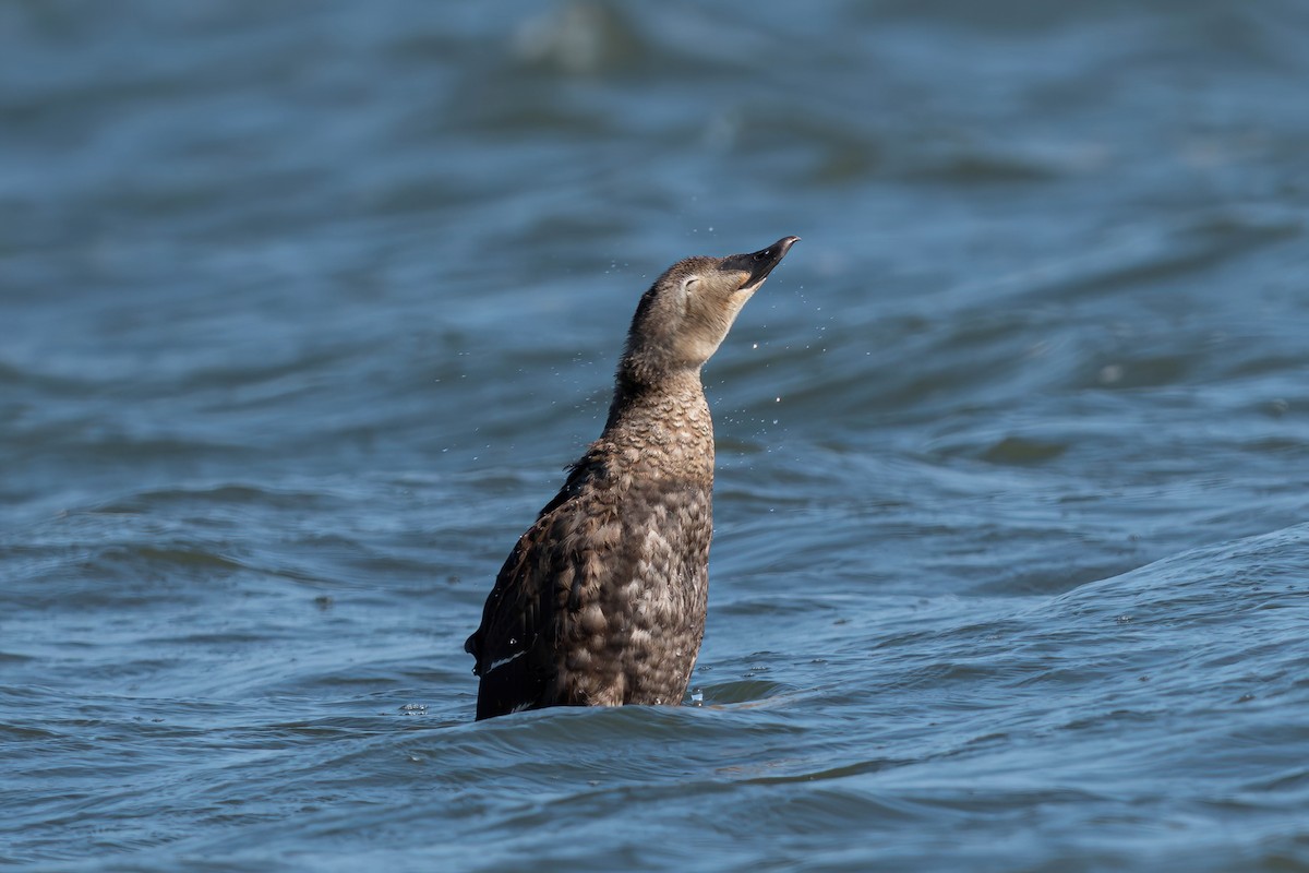 King Eider - ML642355877