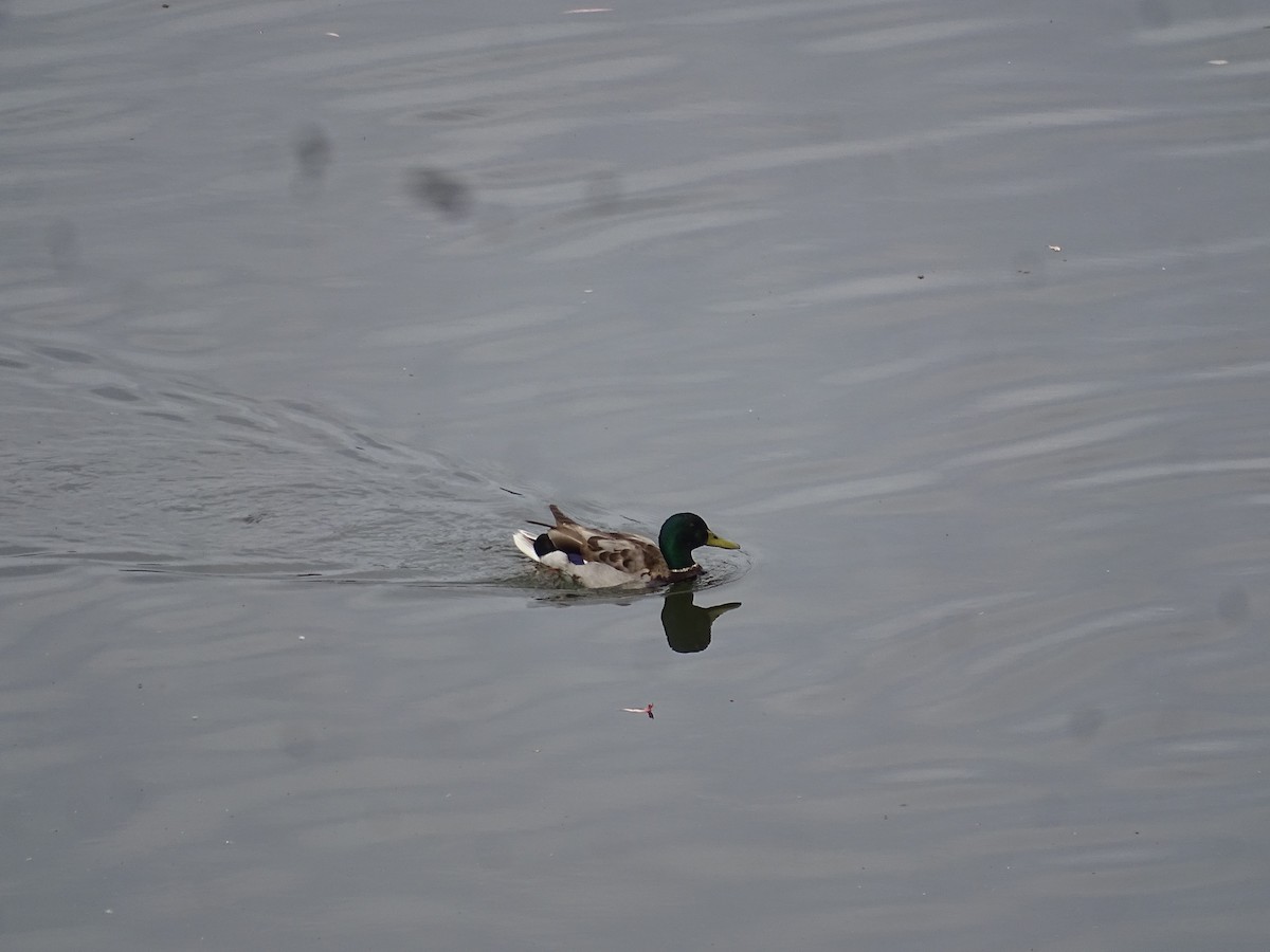 Canard colvert - ML642355878