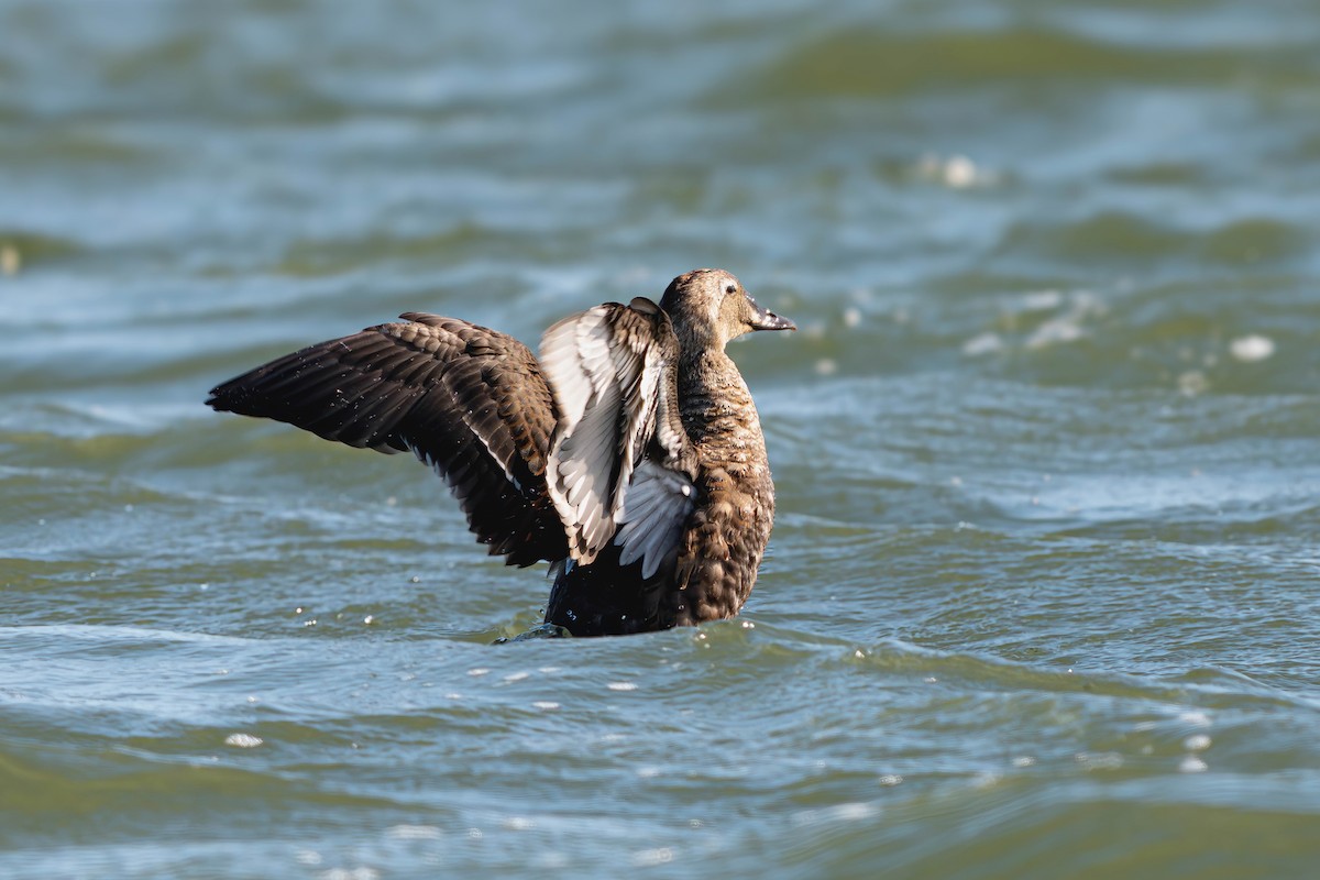 King Eider - ML642355887