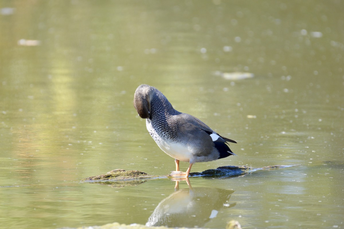 Gadwall - ML642355888