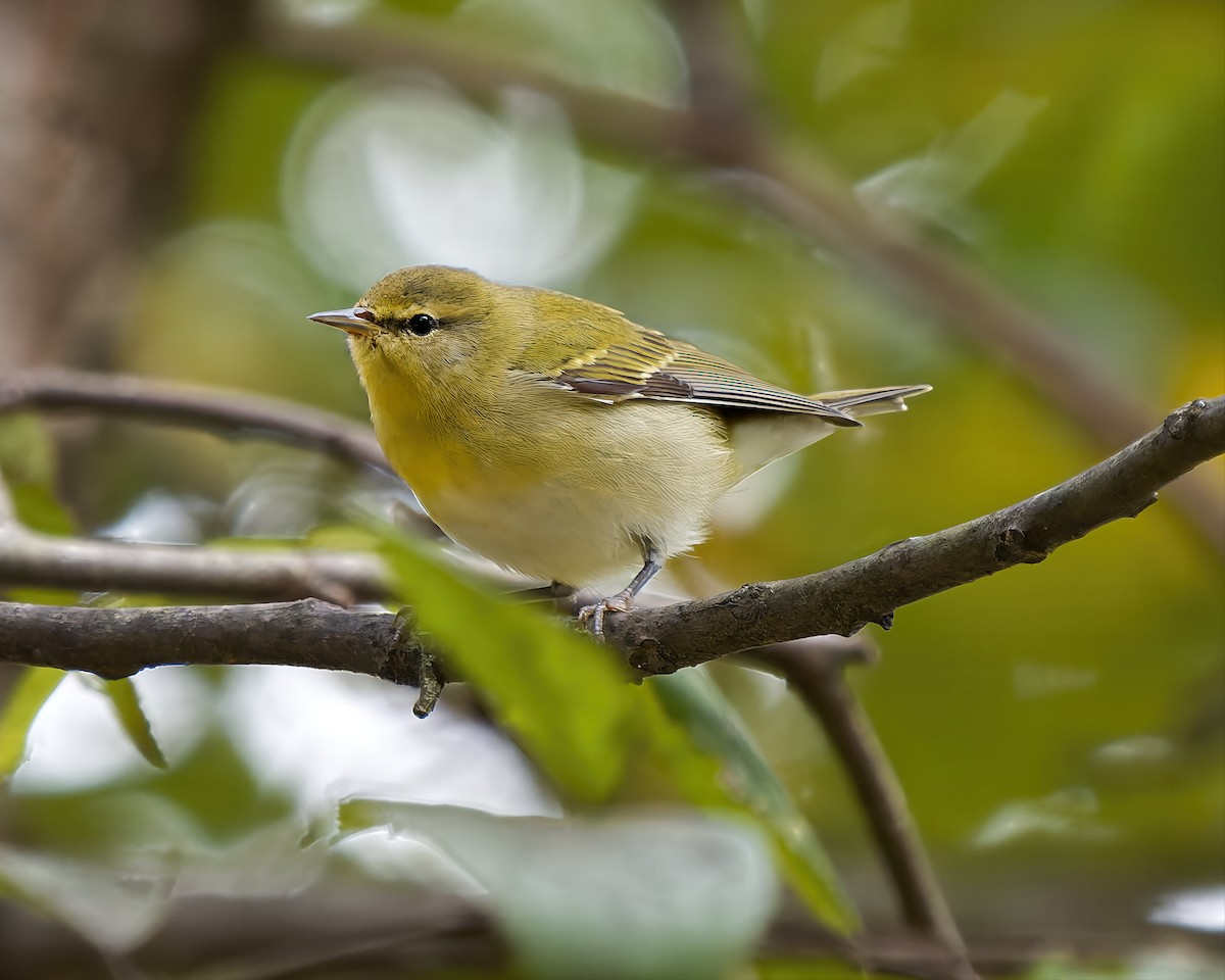 Tennessee Warbler - ML642355893