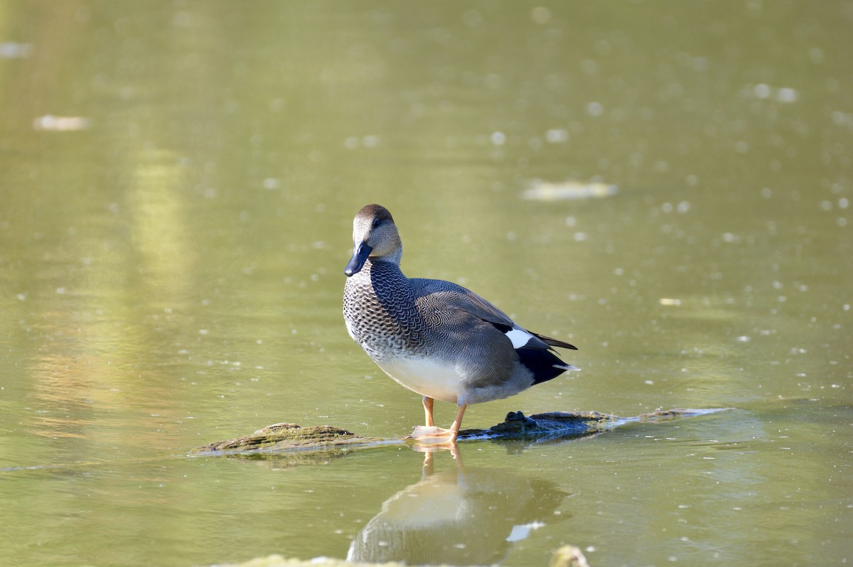 Gadwall - ML642355896