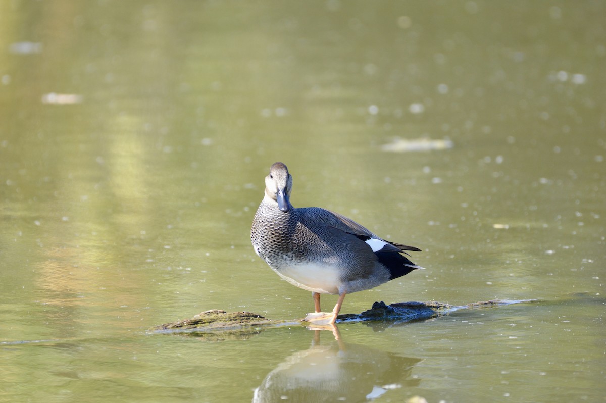 Gadwall - ML642355903