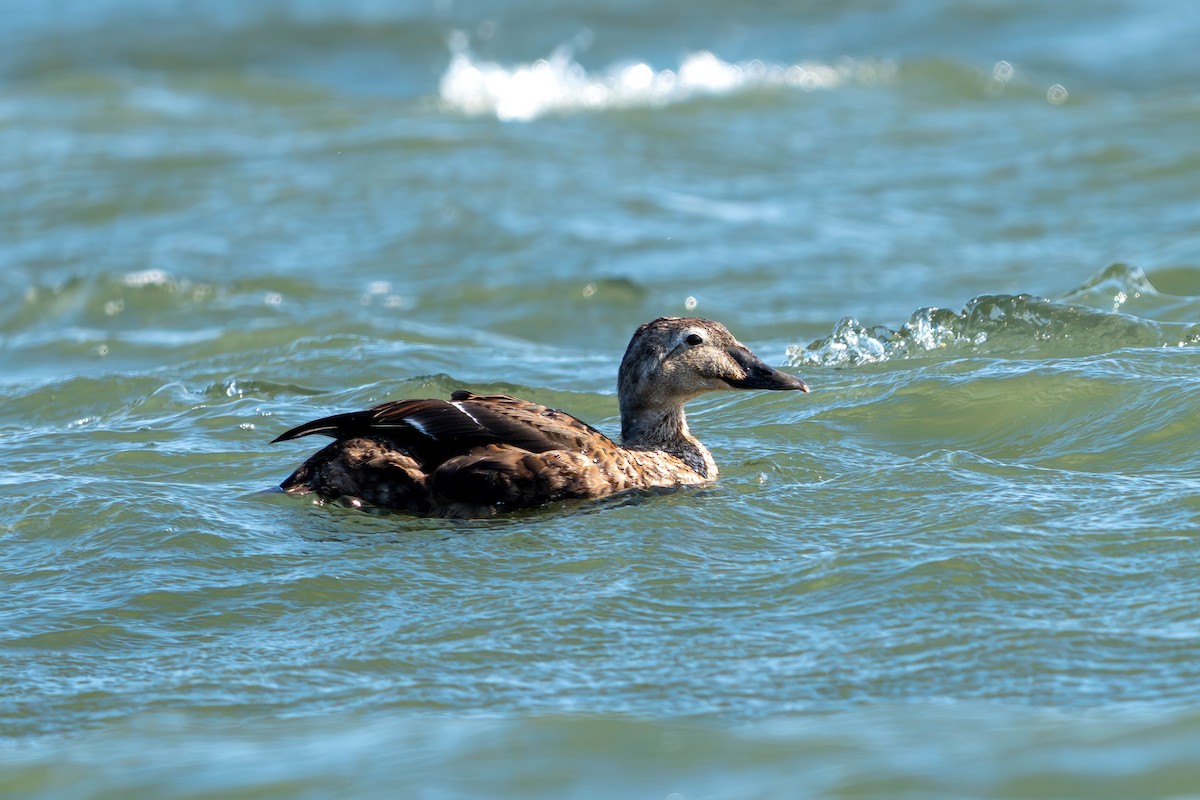 King Eider - ML642355907