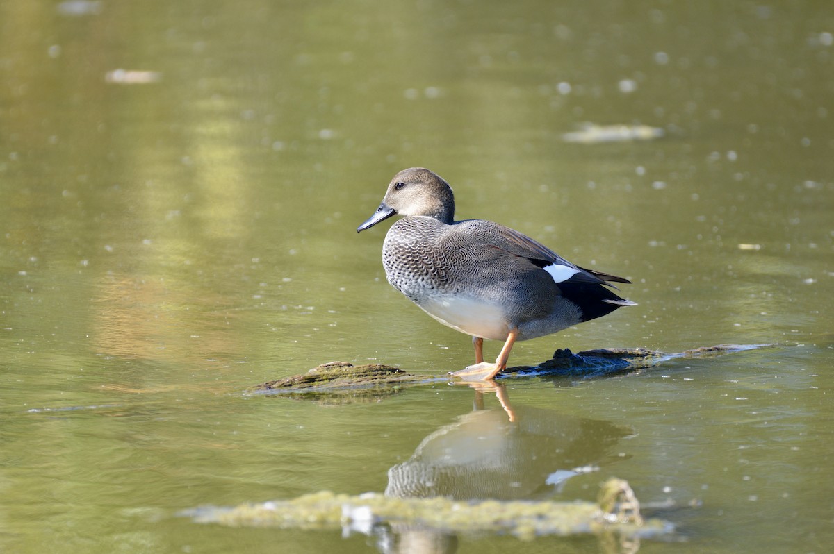 Gadwall - ML642355909
