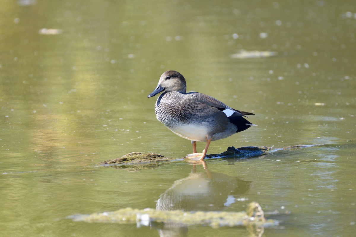 Gadwall - ML642355912