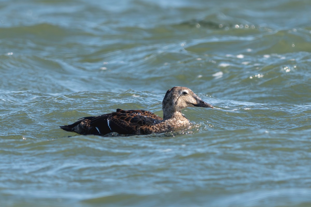 King Eider - ML642355924