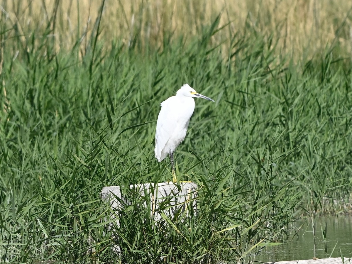 Snowy Egret - ML642355926
