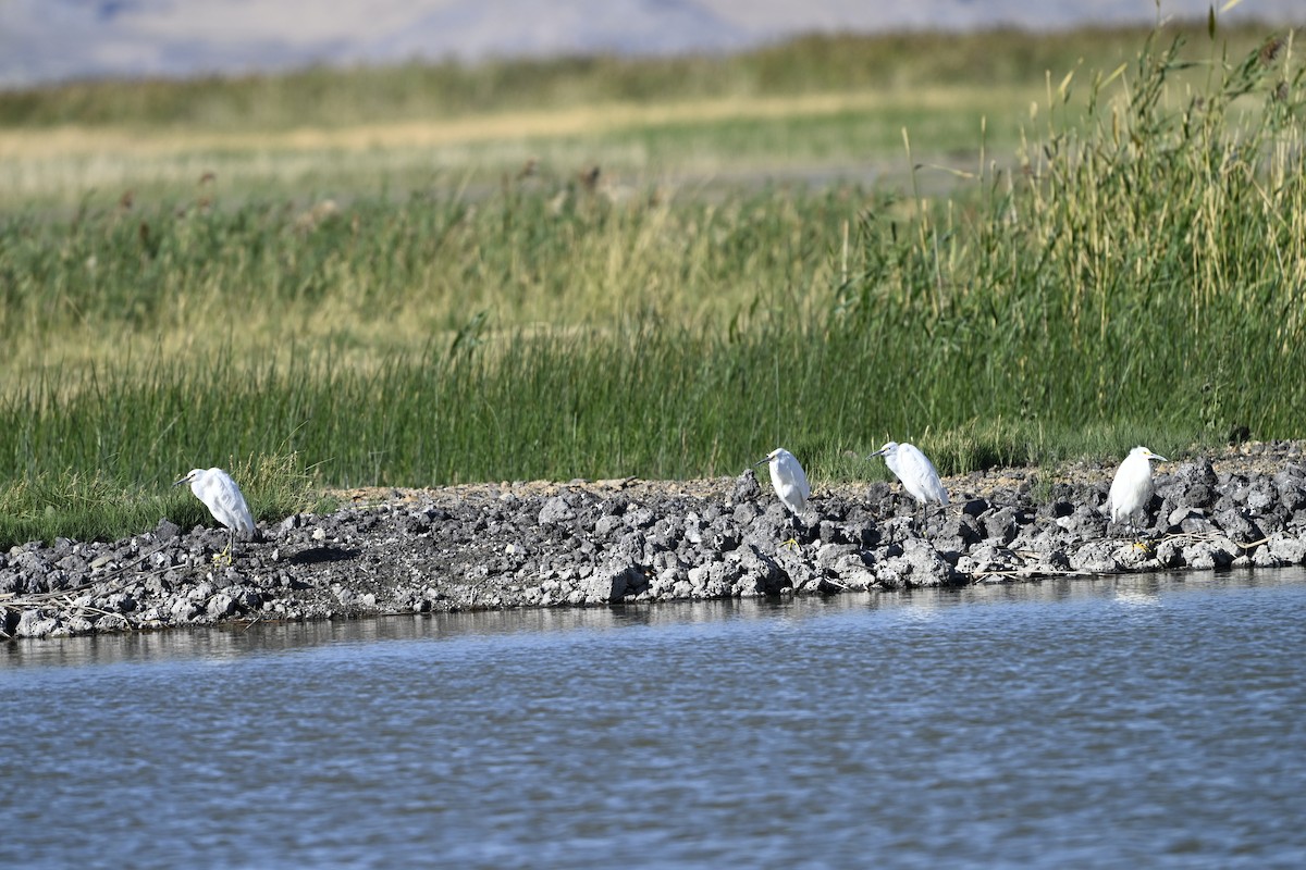 Snowy Egret - ML642355928