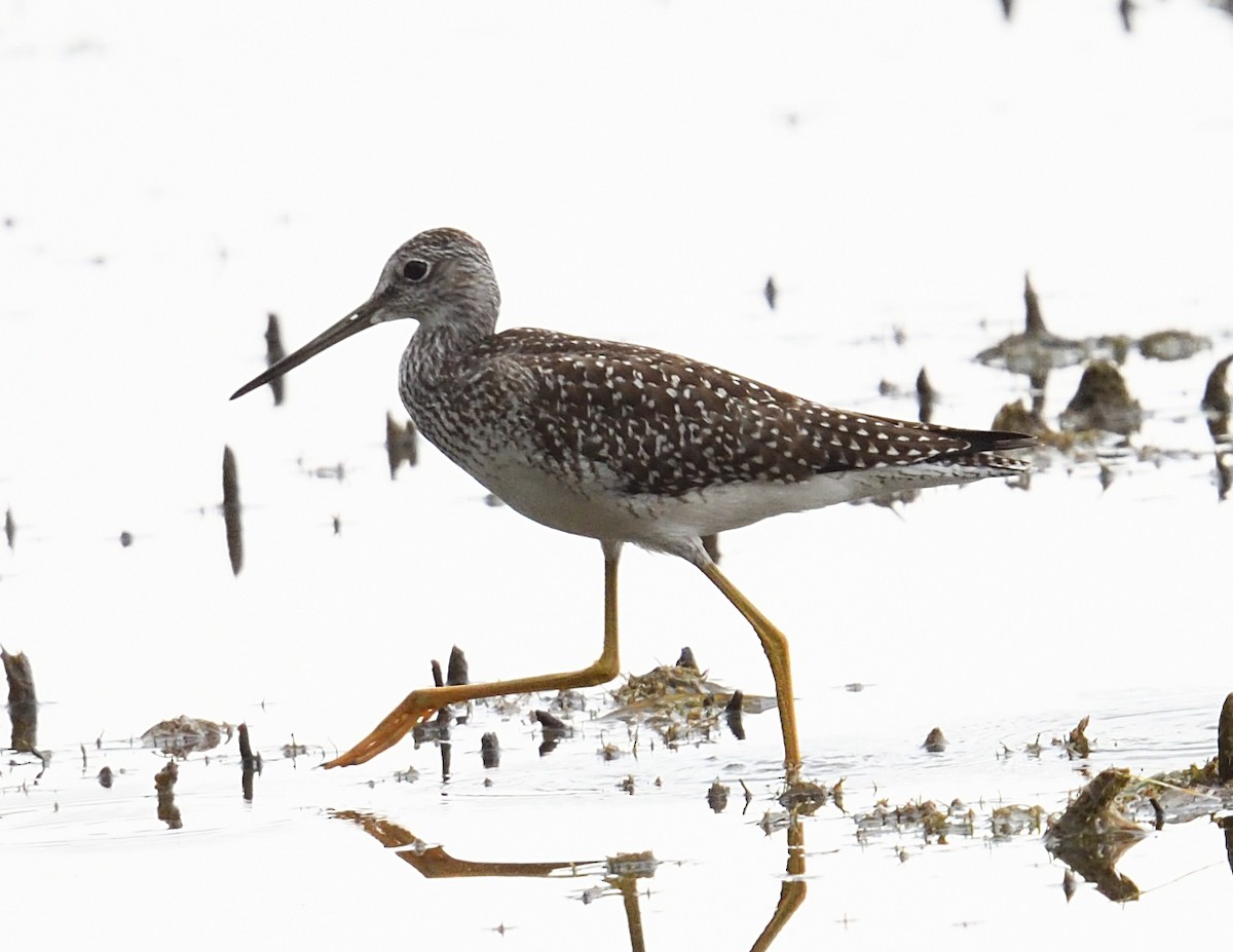 Greater Yellowlegs - ML642355930