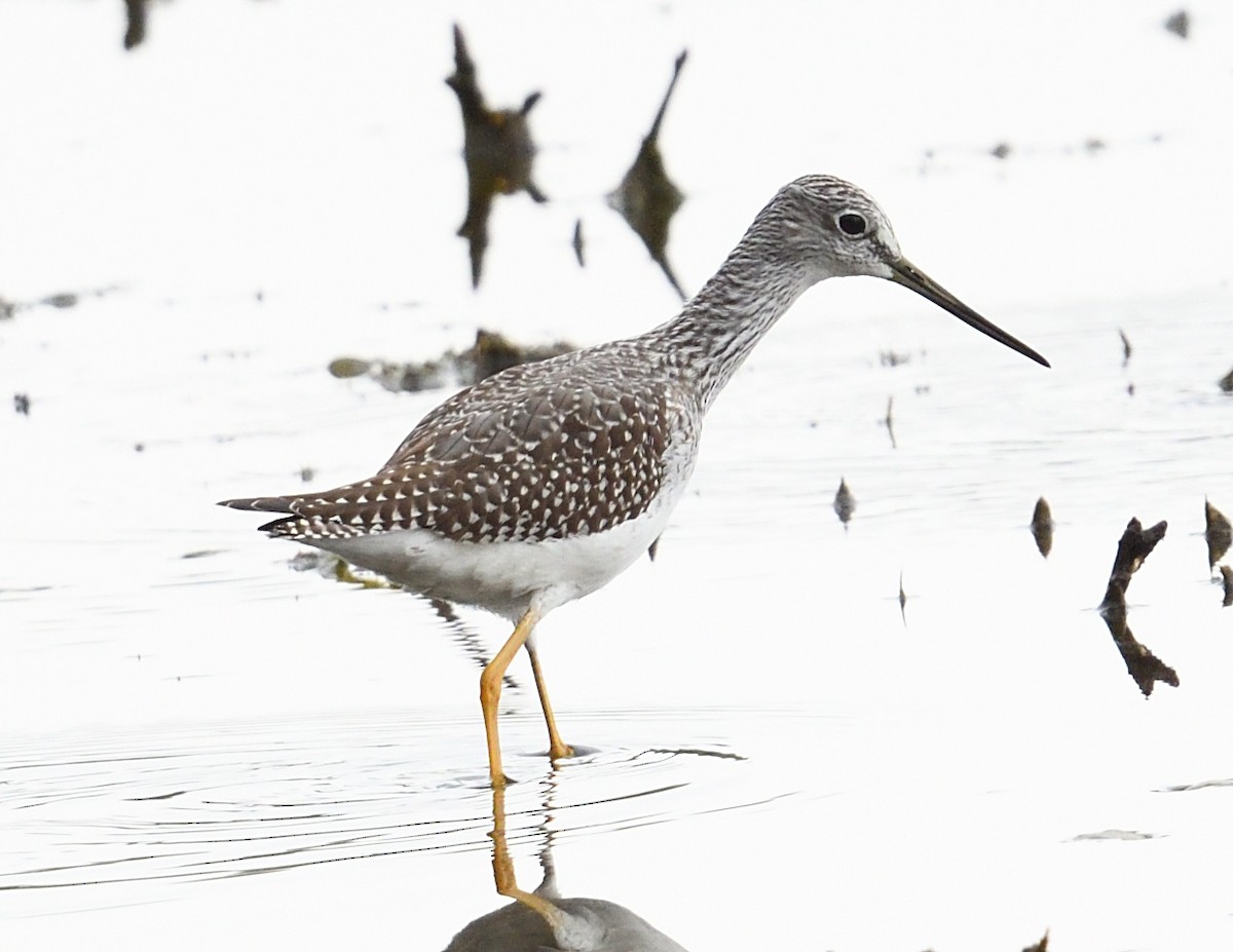 Greater Yellowlegs - ML642355931