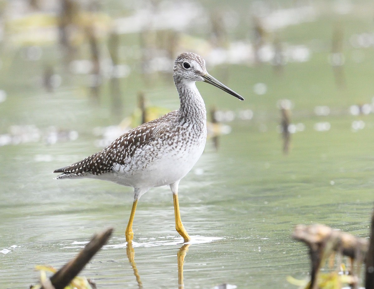 Greater Yellowlegs - ML642355932