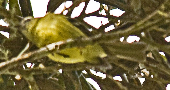 Mottle-cheeked Tyrannulet - ML642355959