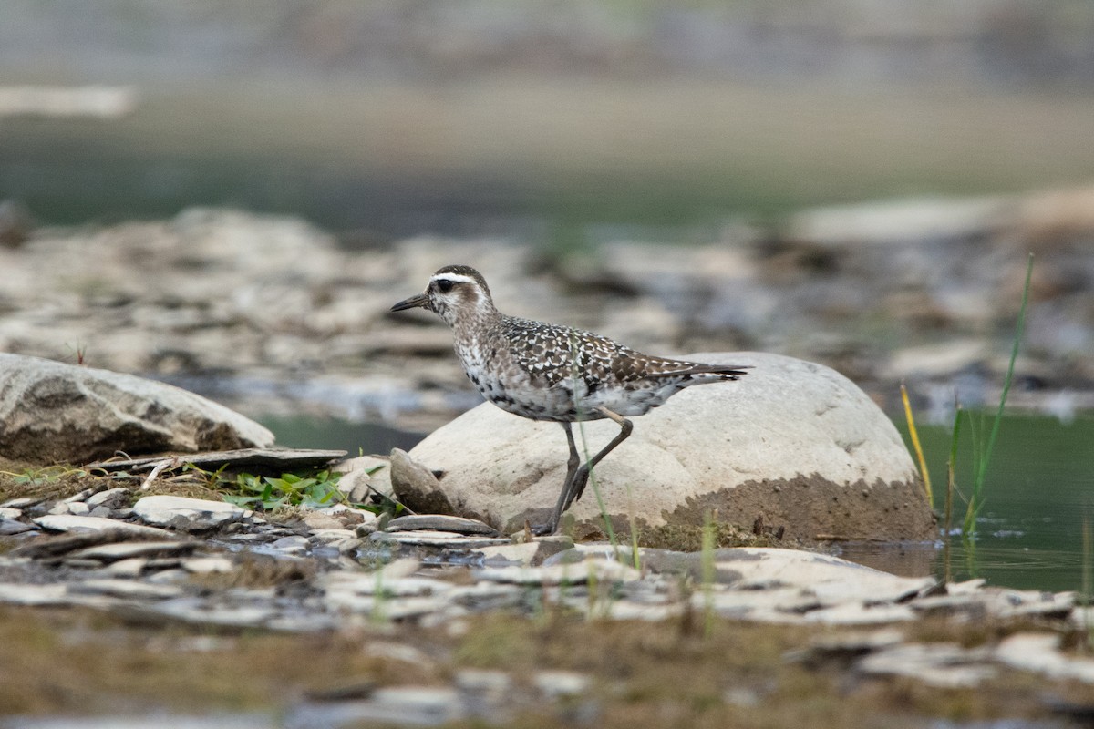 American Golden-Plover - ML642355968