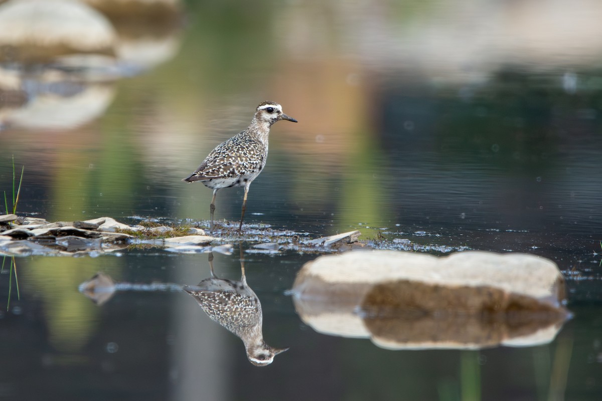 American Golden-Plover - ML642355969