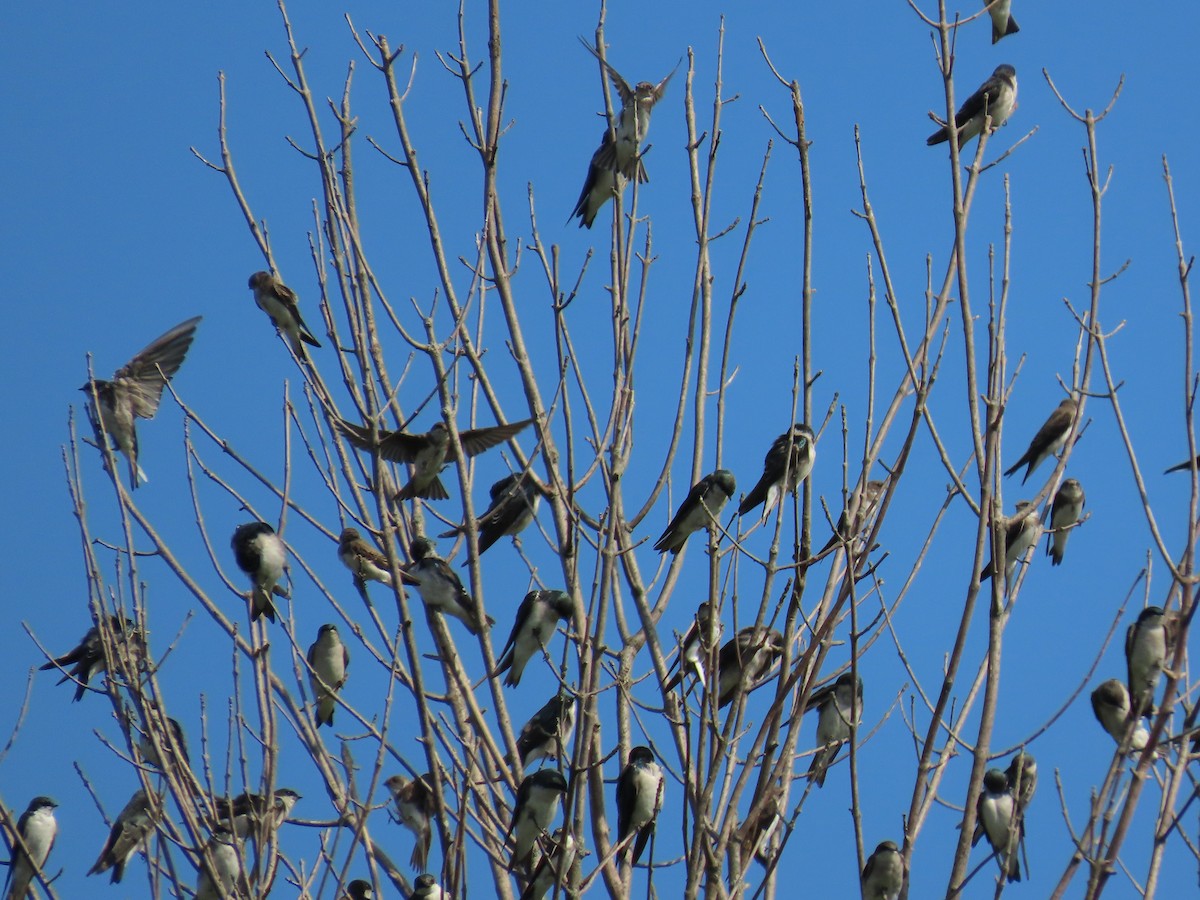 Tree Swallow - ML642355990